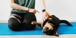 Indoor Dog Training