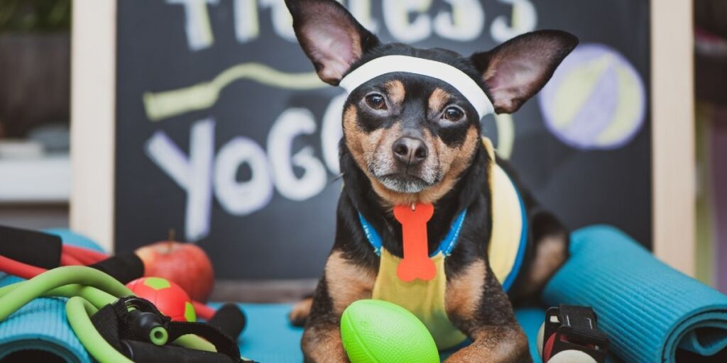 Indoor exercise for dogs