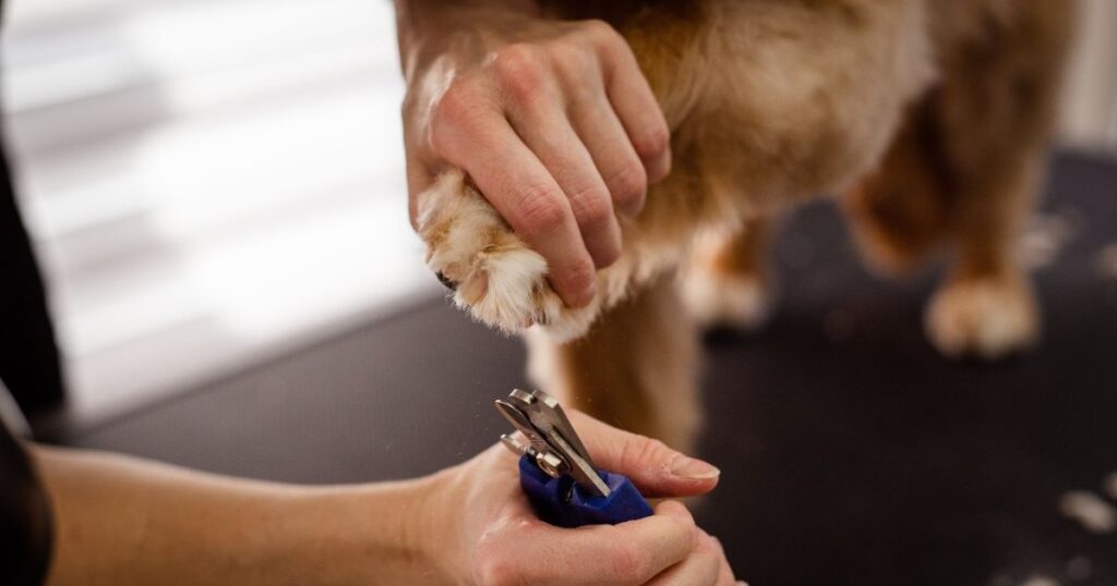 Large Dog Nail Grinder