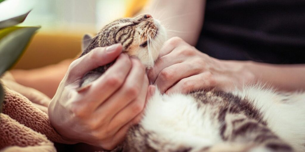 paracetamol to cats