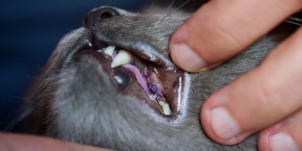 paracetamol to cats side effects