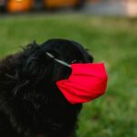 symptoms of dog allergies