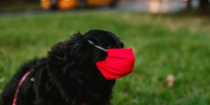 symptoms of dog allergies