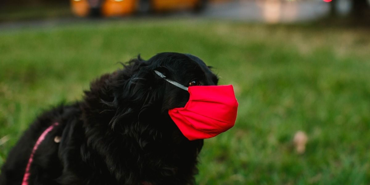 symptoms of dog allergies