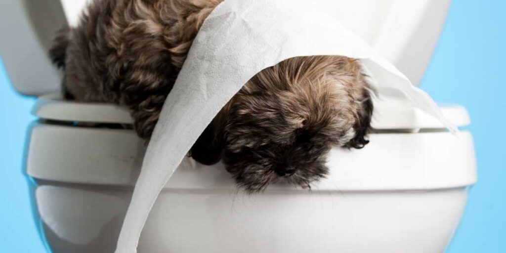 Toilet training Dogs Indoors