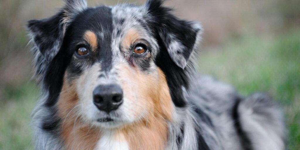 Blue merle dog