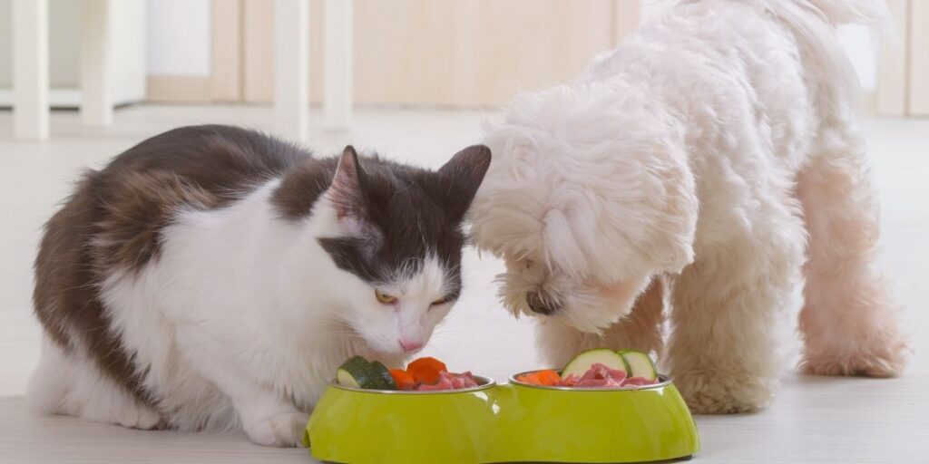 can dogs eat cat food