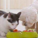 can dogs eat cat food