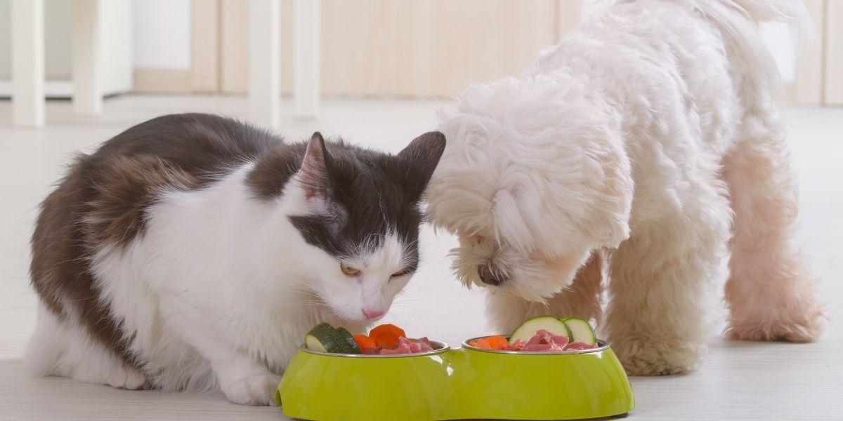 can dogs eat cat food