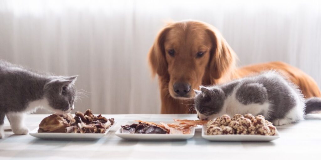can puppies eat cat food