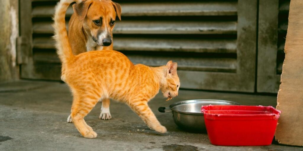 can you feed a dog cat food
