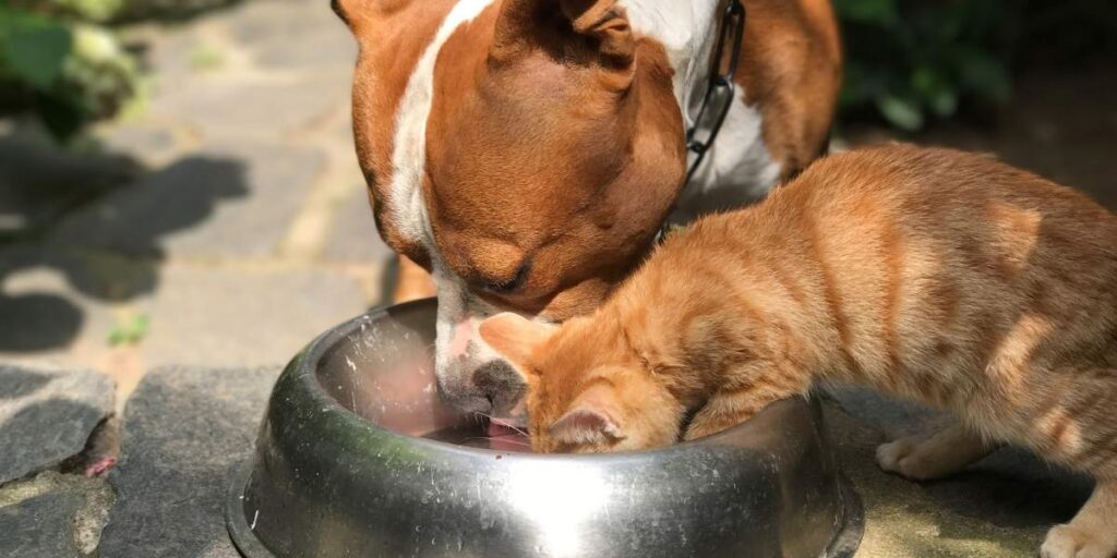 dog eating cat food