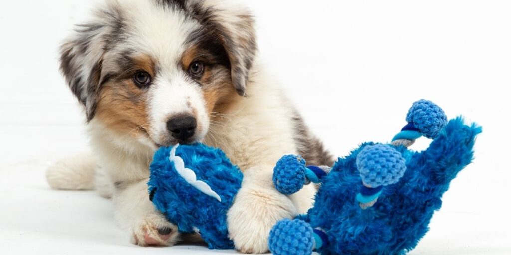merle breed dogs