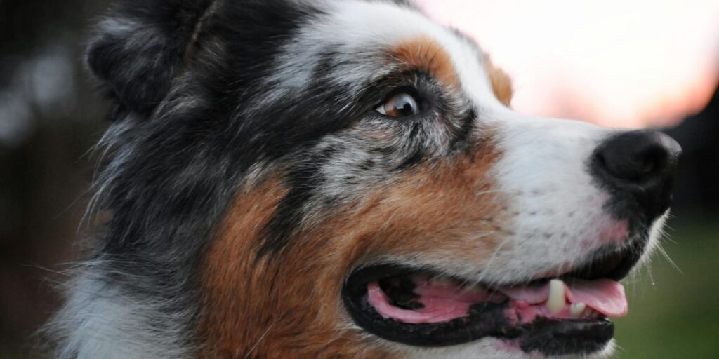 merle color in dogs