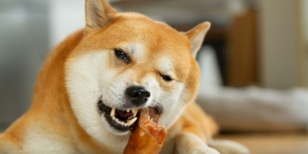pig ears for dogs