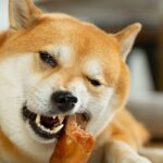 pig ears for dogs