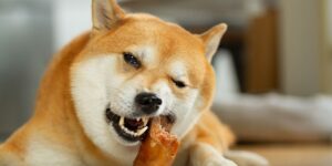 pig ears for dogs