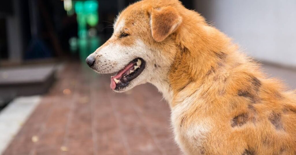 4 chlorhexidine dog shampoo