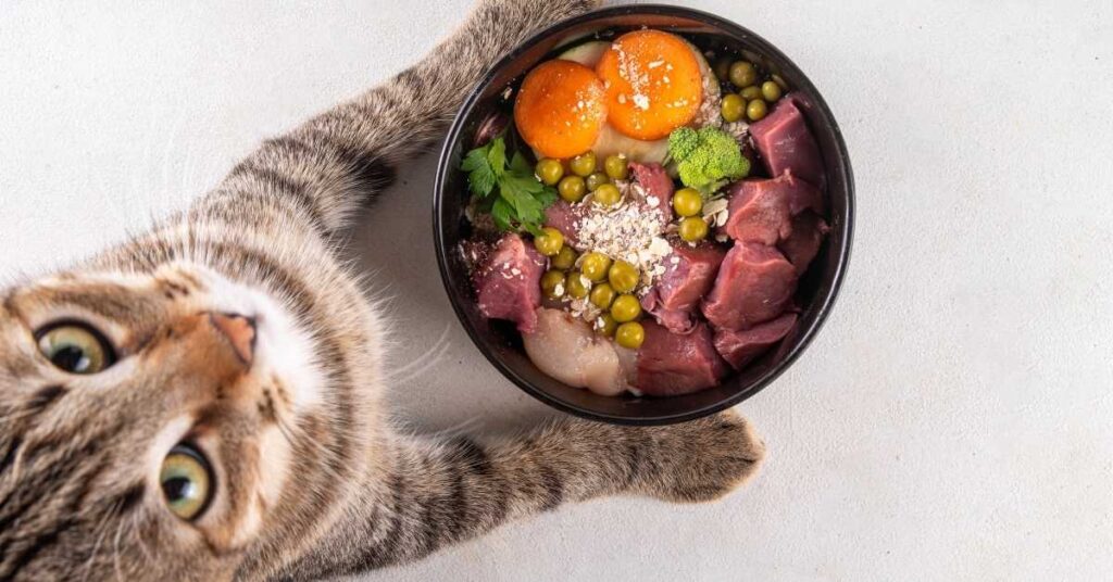 Best cat supplements