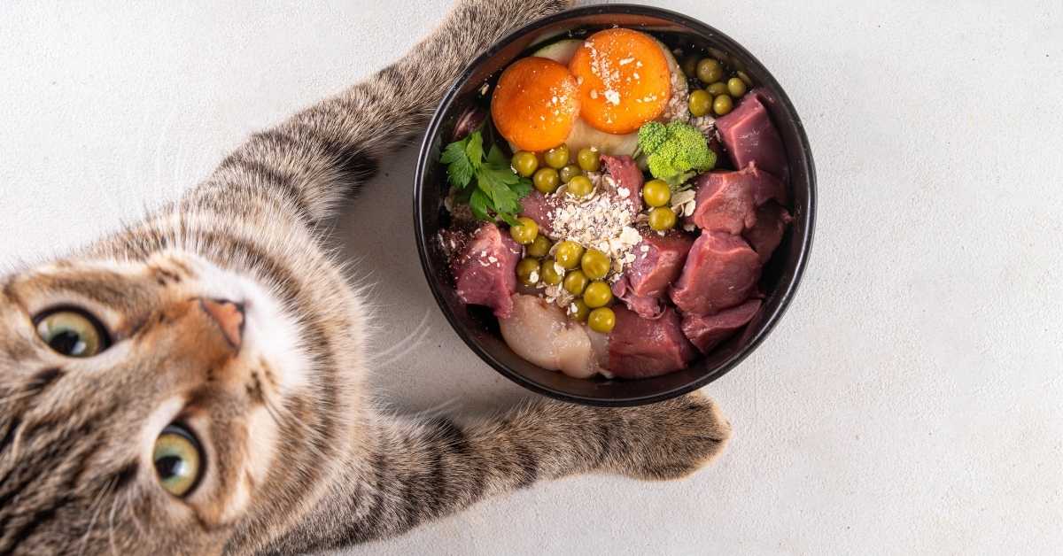 Best cat supplements