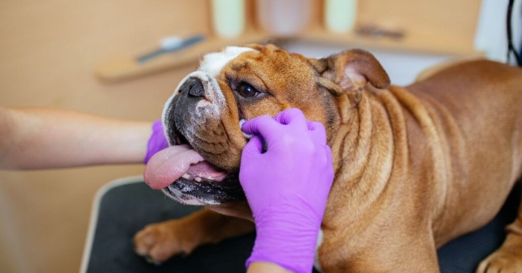 Bull dog allergy test