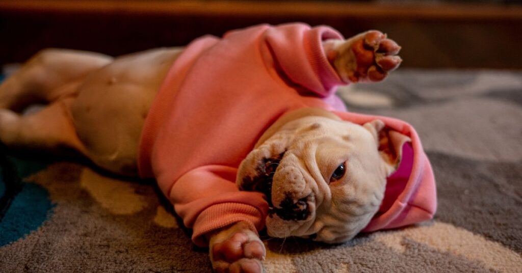 Bull dog skin allergy treatment