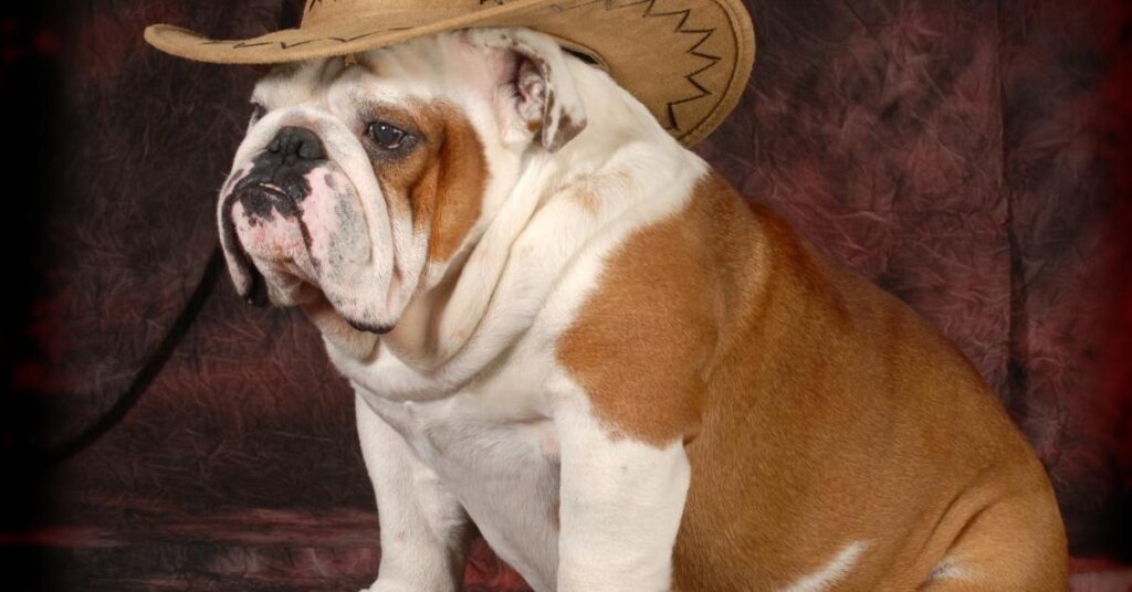 English Bulldog skin allergies home remedi