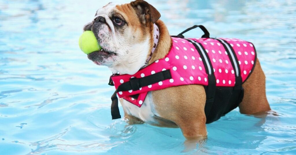 English bulldog skin allergies