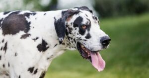 Harlequin Great Dane Guide: Size, Colors, & Breeding Fact