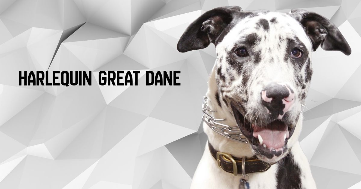 Harlequin Great Dane