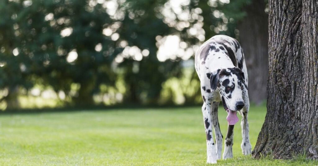 How much does great dane weigh