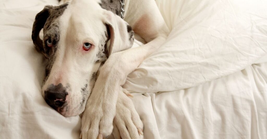 Types of great danes