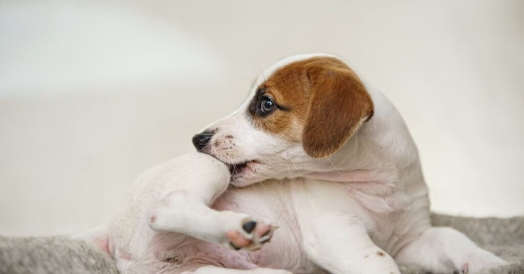 What do dog fleas look like