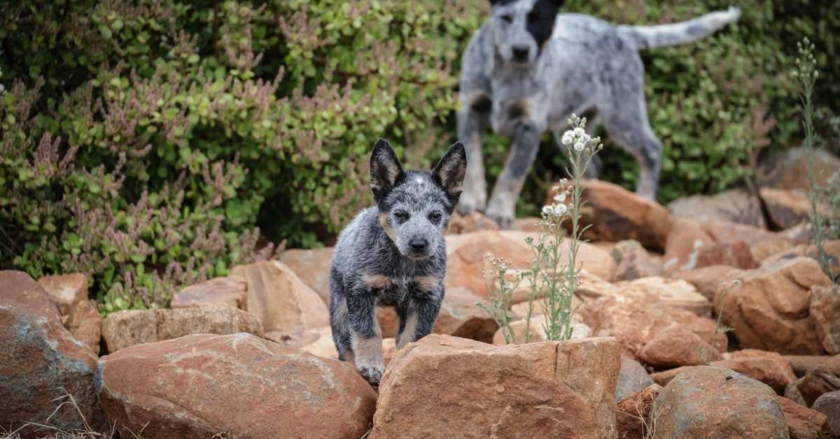 Australian cattle dog