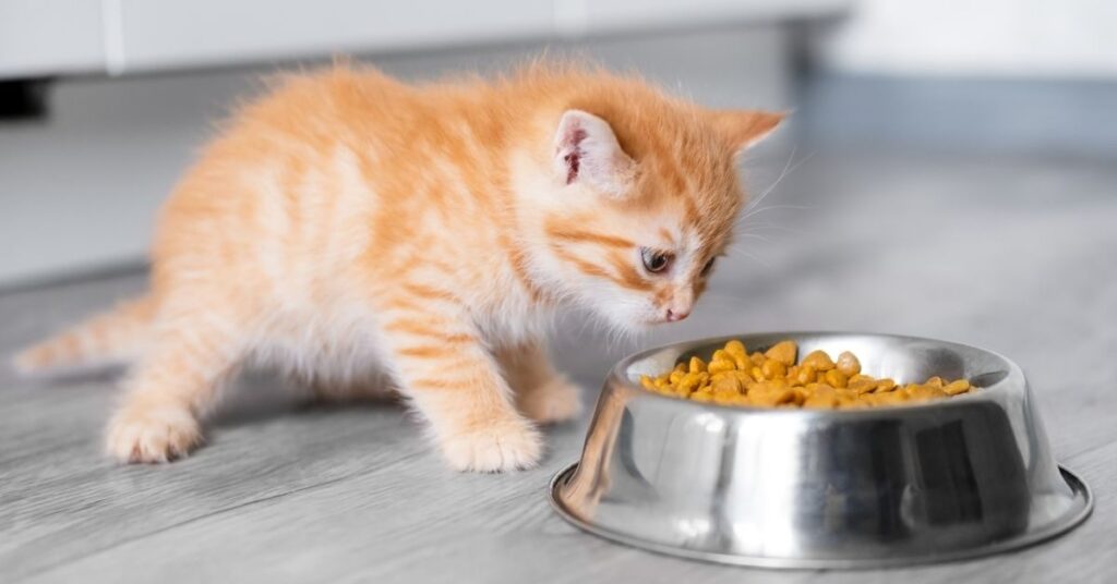 best cat food for kittens