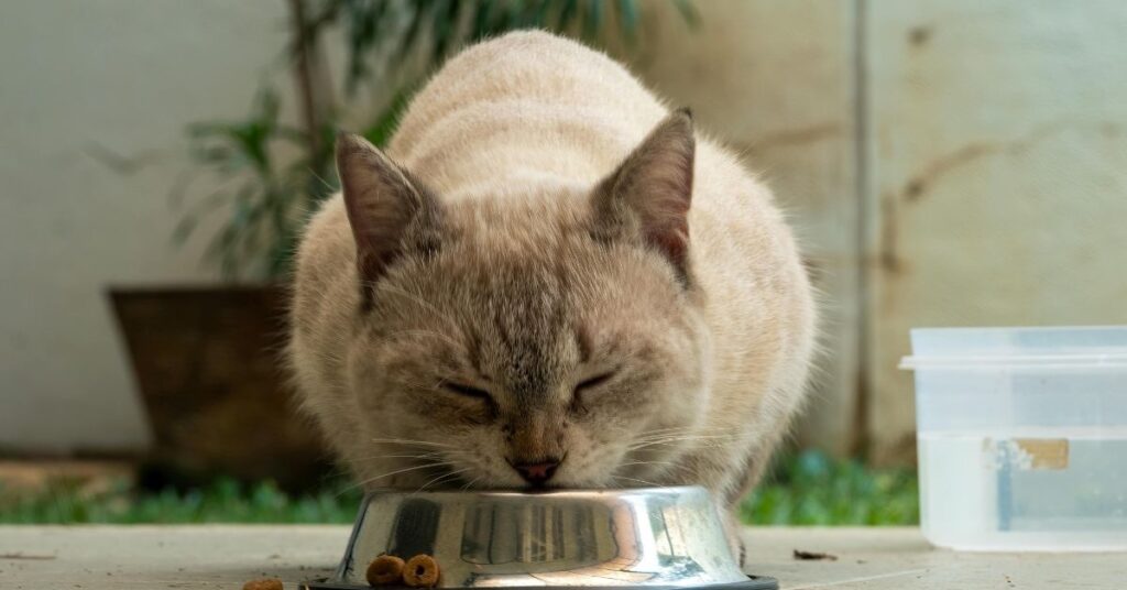 best wet_ food for cats