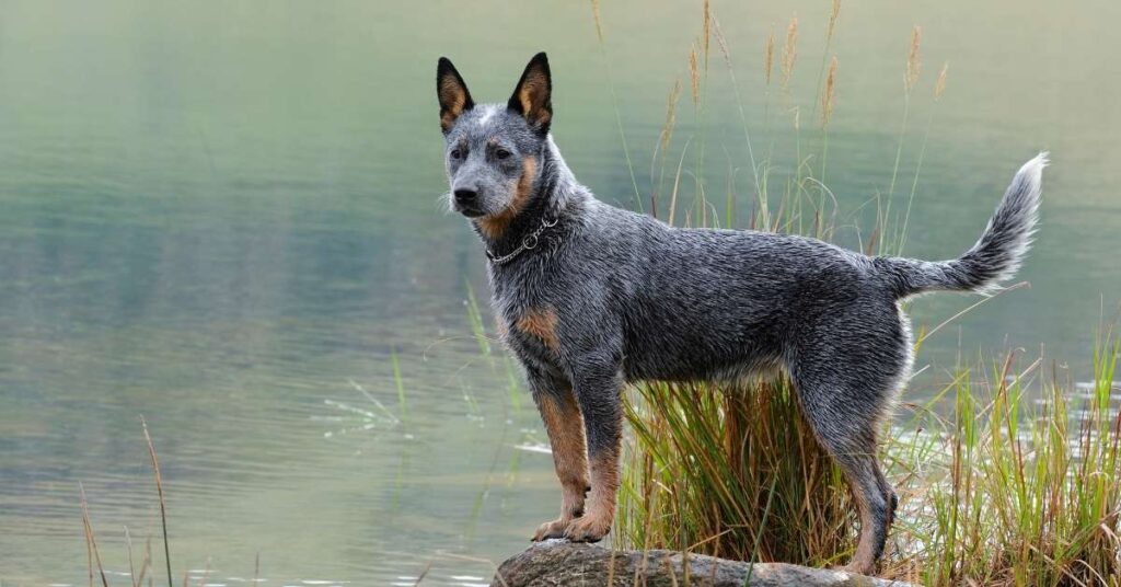 blue cattle dog breeders