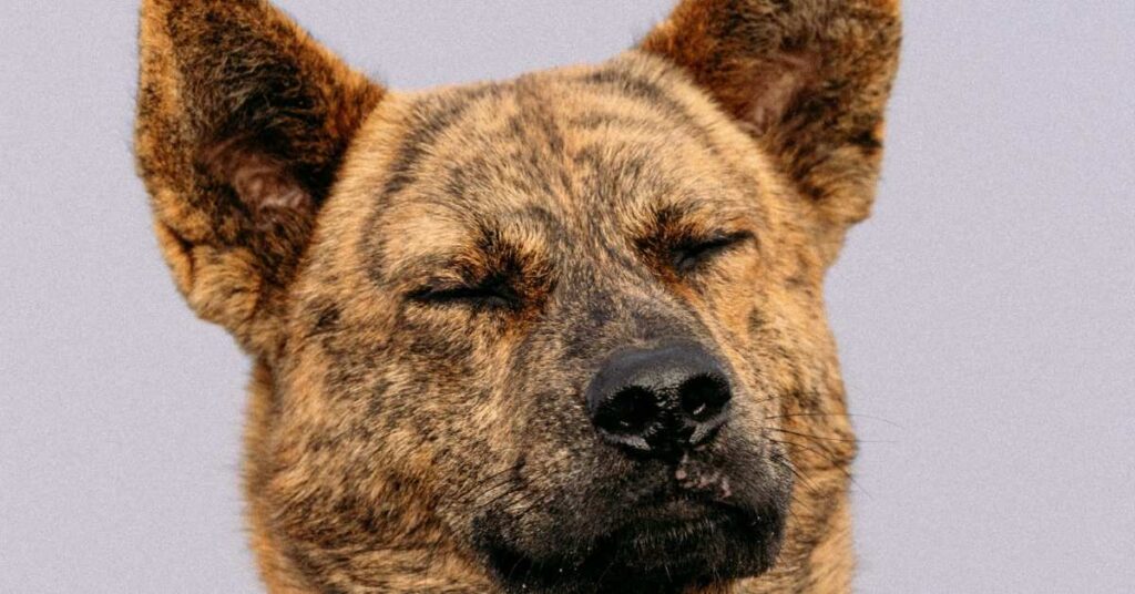 brindle breeds of dogs