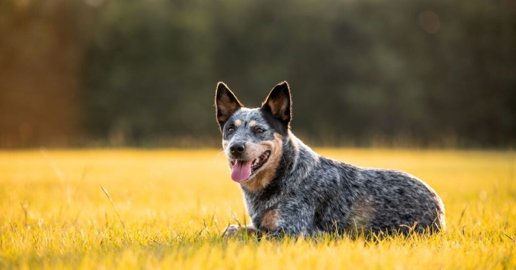 cattle dog