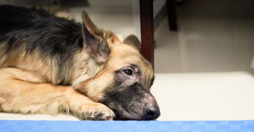 chlorhexidine ketoconazole