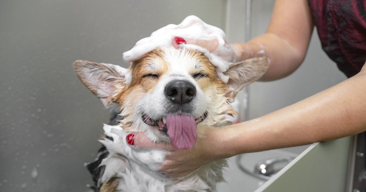 Chlorhexidine shampoo for dogs
