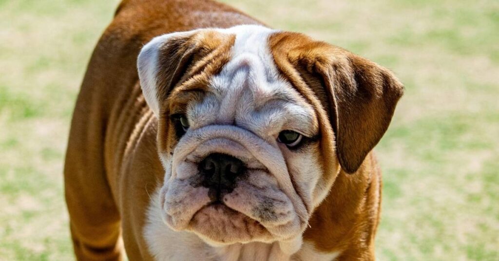 cute english bulldog