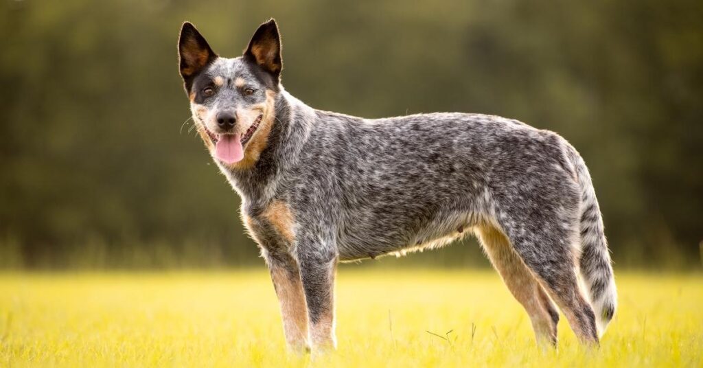 how long do australian cattle dogs live