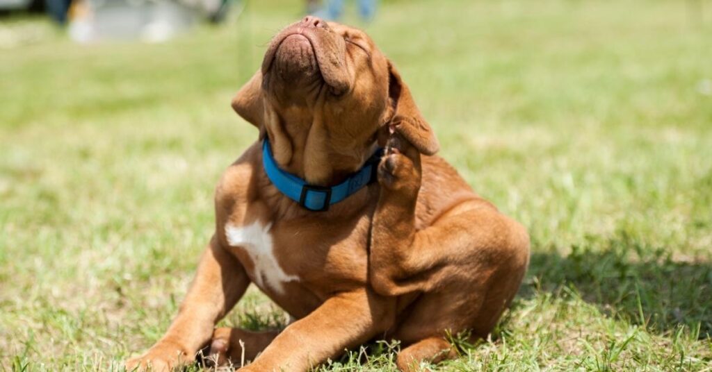 how to find out if you have fleas