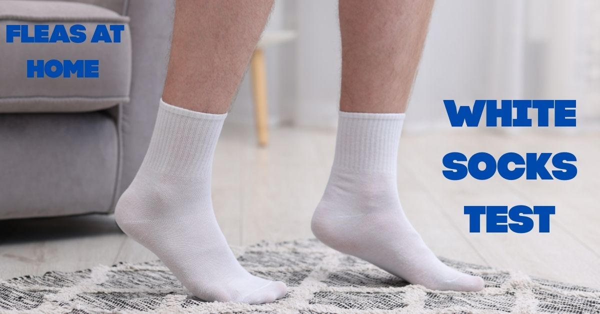 Signs of fleas in home