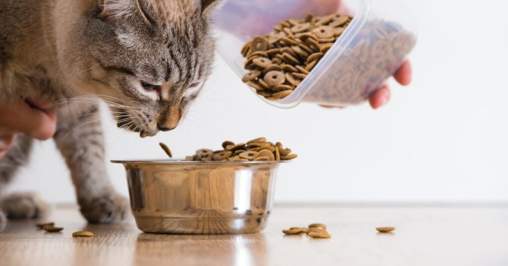 what foods can cats eat