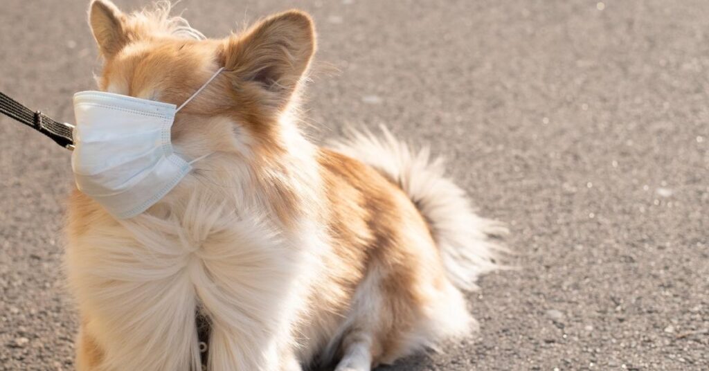 Dog with masks