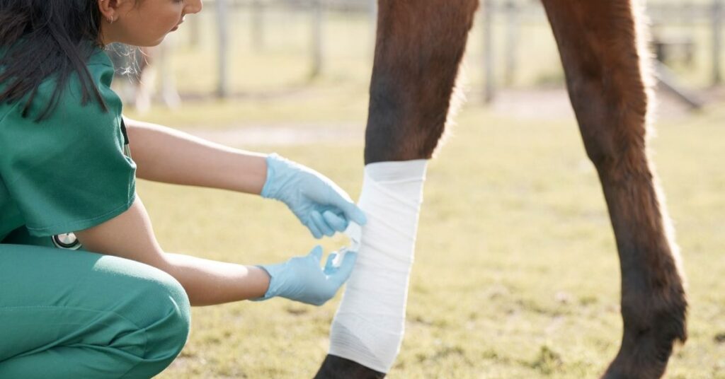 Horse lameness