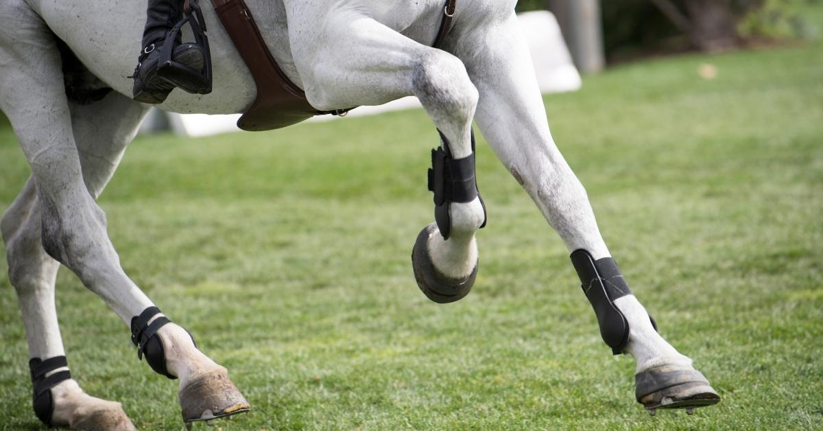 ataxia in horses