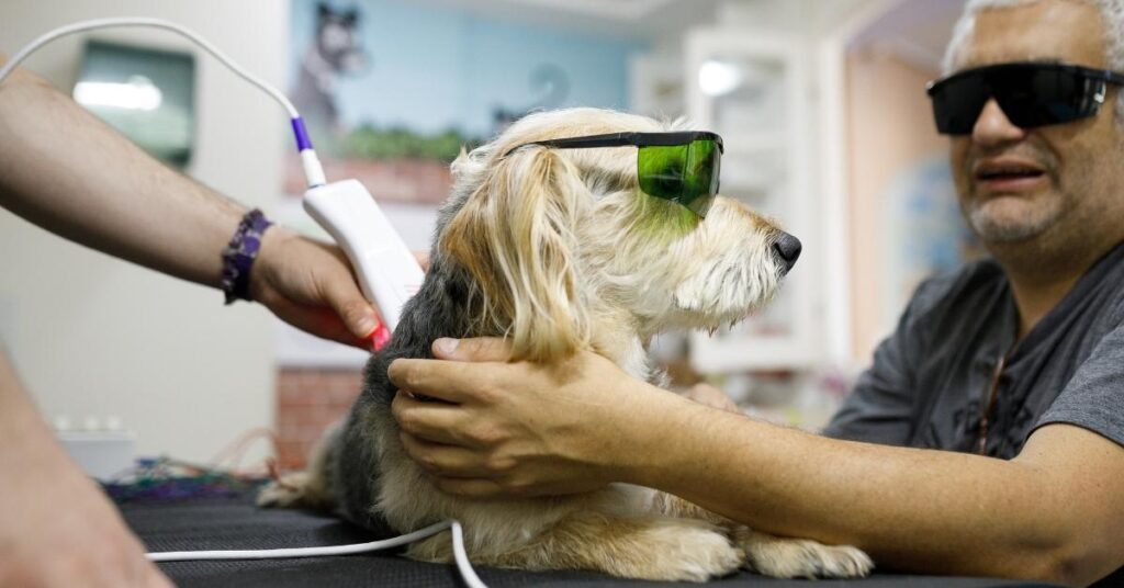 best infrared light therapy for dogs with arthritis